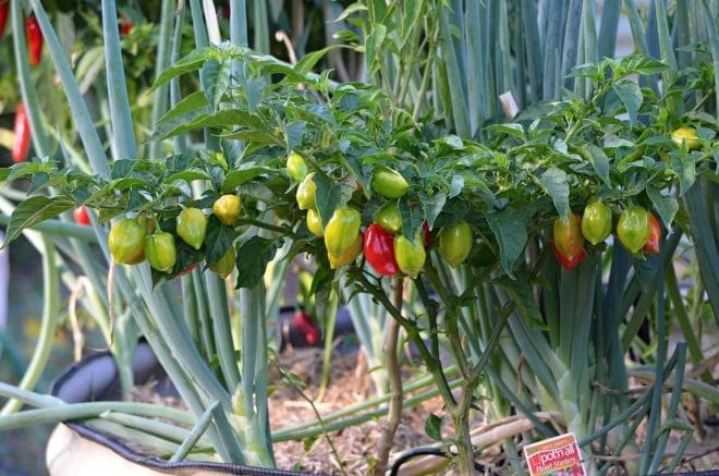 Arbres fruitiers - Tailler vos arbres fruitiers pour une récolte abondante et saine