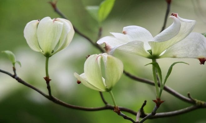 Arbustes fleurs - Les 7 arbustes à fleurs les plus colorés pour égayer votre jardin