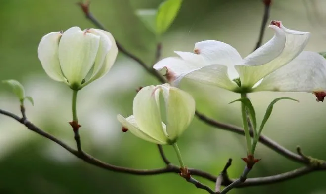 Arbustes fleurs - Les 7 arbustes à fleurs les plus colorés pour égayer votre jardin