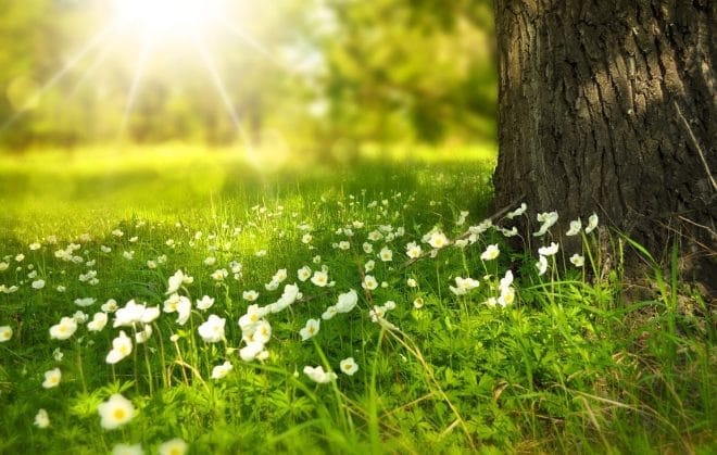 Fleurs - Les 5 fleurs les plus parfumées pour sublimer votre jardin