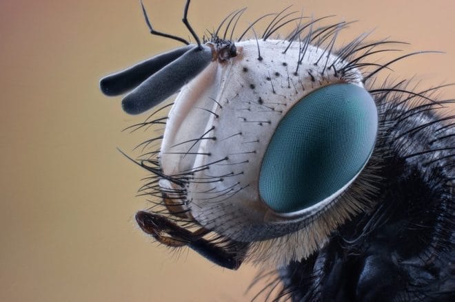 Jardin parasites - 5 astuces naturelles pour garder votre jardin sans parasites