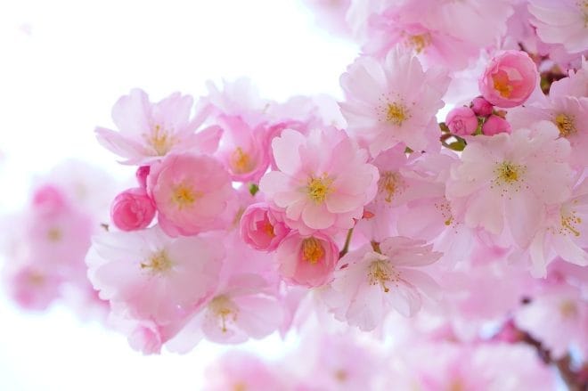 Plantes - Jardinage en hiver : comment chouchouter vos plantes d'intérieur
