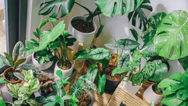 Plantes dinterieur - 10 plantes d'intérieur pour purifier l'air de votre maison