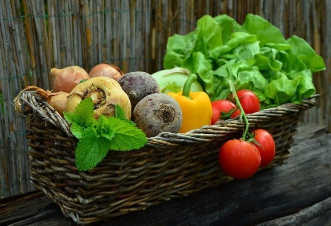 Potager - Démarrer un potager bio à la maison : guide pour les débutants