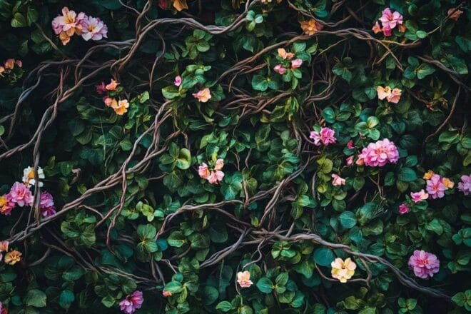 Image d'illustration. Beauté de la nature entrelacée avec lierre et fleurs