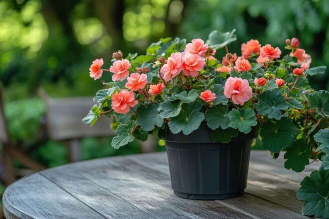 Image d'illustration. Pot de bégonias en fleurs sur table en bois