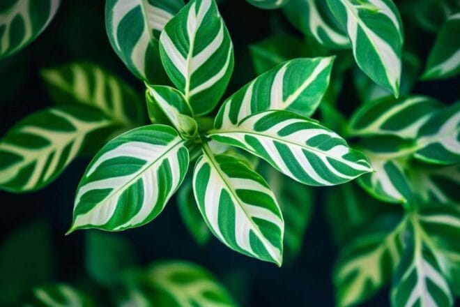 Image d'illustration. Gros plan d une plante zèbre vibrante