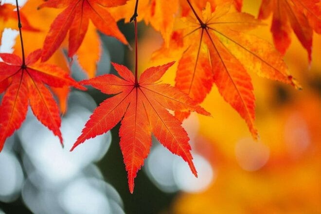 Feuilles éclatantes rouges et oranges d'un érable japonais pendant la saison d'automne.