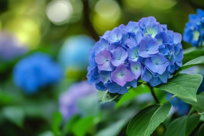 Cette image capture des hortensias de montagne vibrants et luxuriants en pleine floraison avec un splendide fond naturel verdoyant.