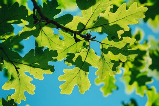 Cette image montre un gros plan sur des feuilles de chêne avec des teintes vertes riches et des motifs veineux délicats, se détachant contre un ciel bleu clair.