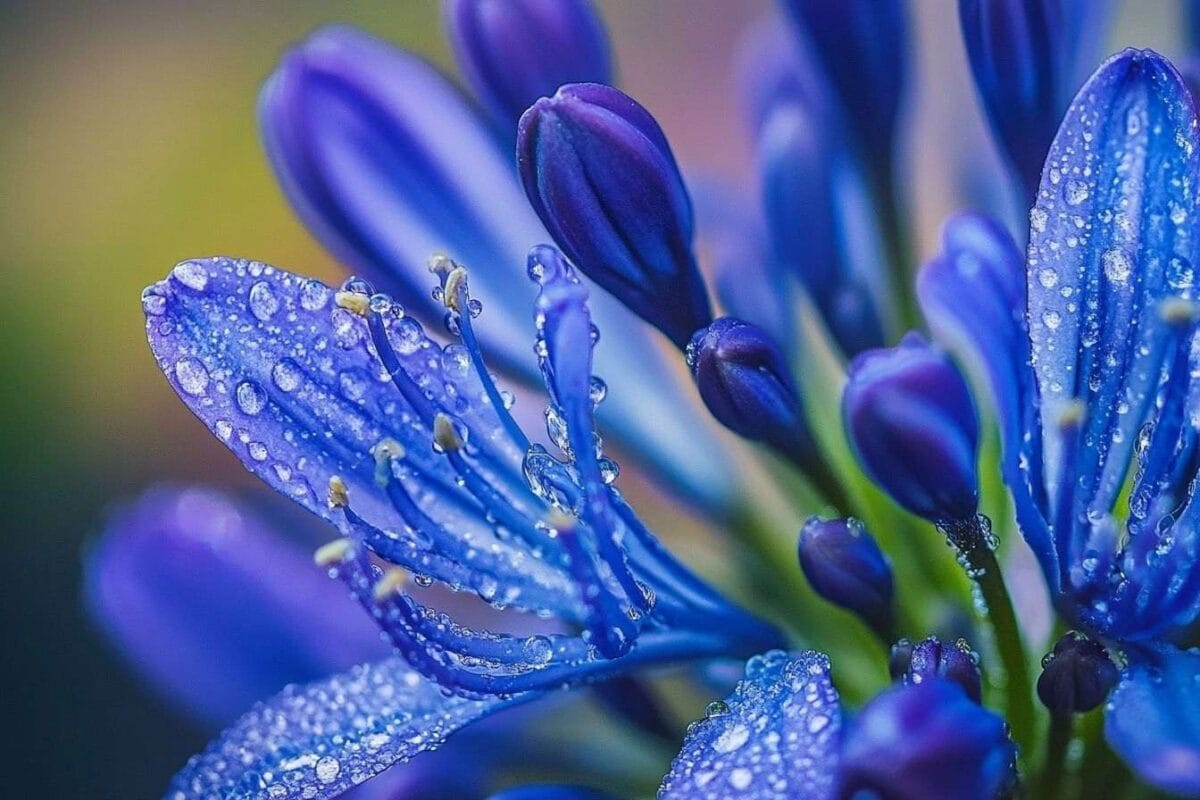 Macro des pétales et textures d agapanthus
