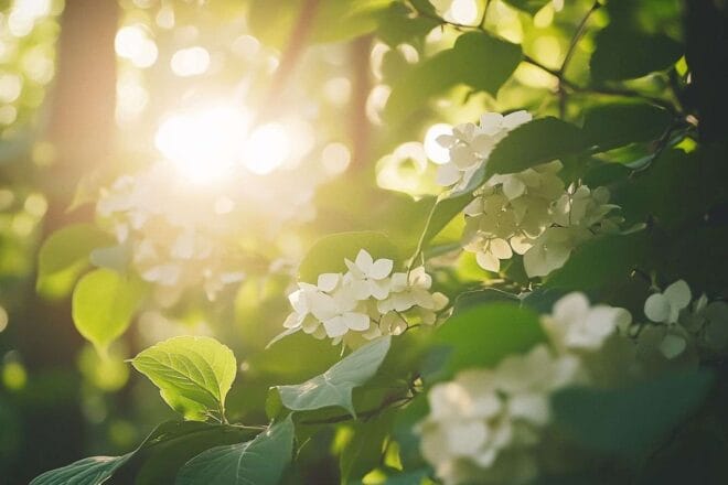 Ambiance paisible grâce à la lumière filtrée par le feuillage de viburnum