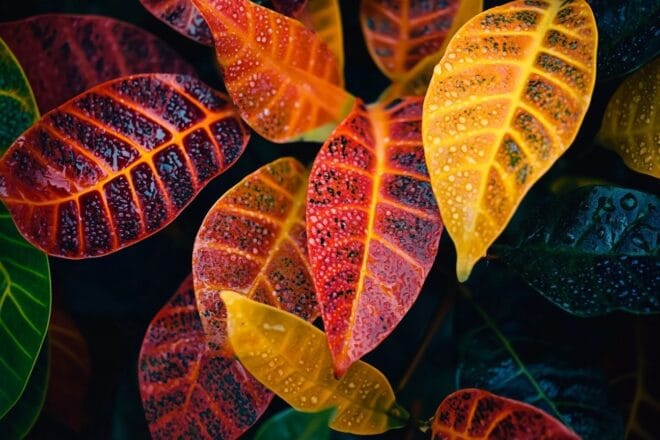 Gros plan sur des feuilles de croton