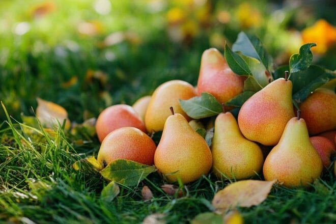 Poire sur l herbe automnale