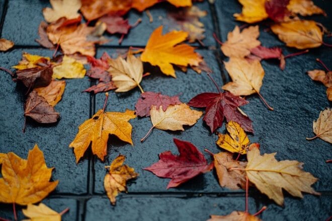 Gros plan de feuilles d automne sur un trottoir