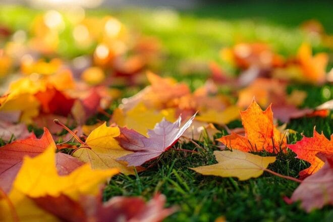 Gros plan de feuilles d automne vibrantes