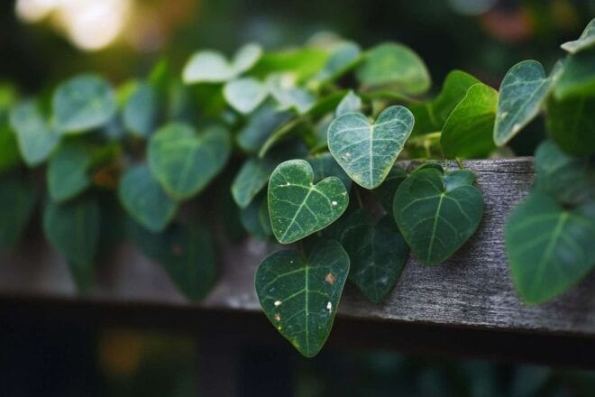 Gros plan des feuilles de figuier rampant vertes luxuriantes