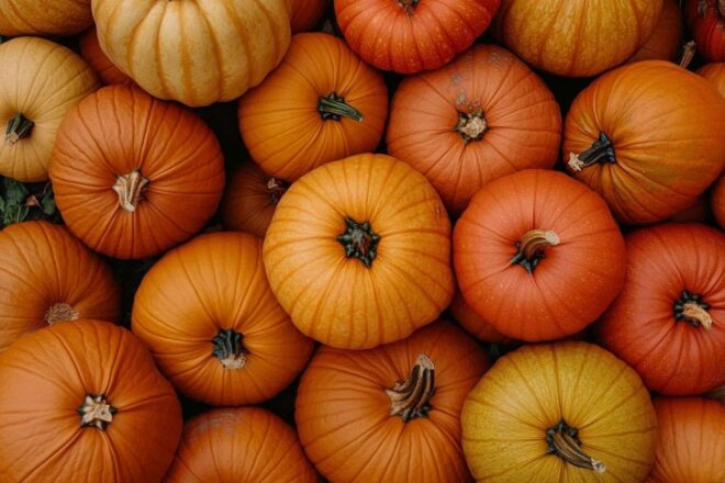 Scène automnale de citrouilles