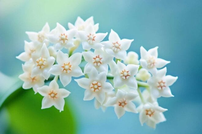 Fleurs de hoya nummularioides en grappe