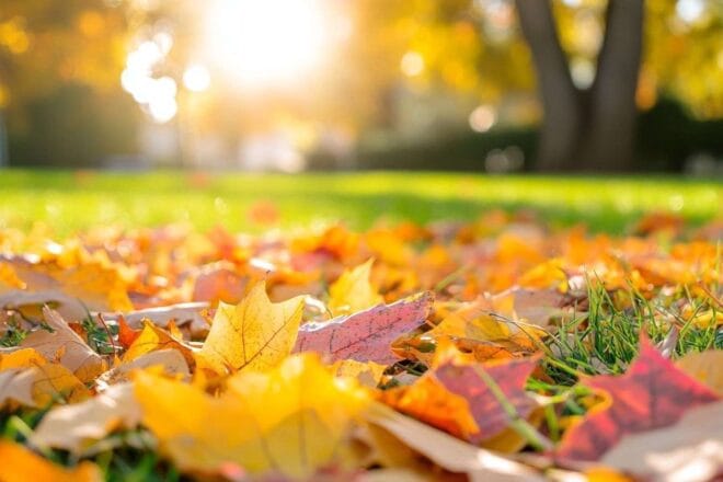 Gros plan de feuilles d automne vibrantes sur une pelouse verte
