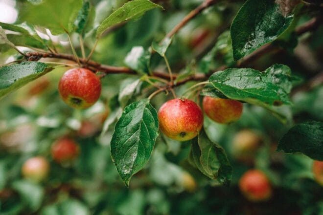 Gros plan d’un pommier nain avec des petites pommes mûres
