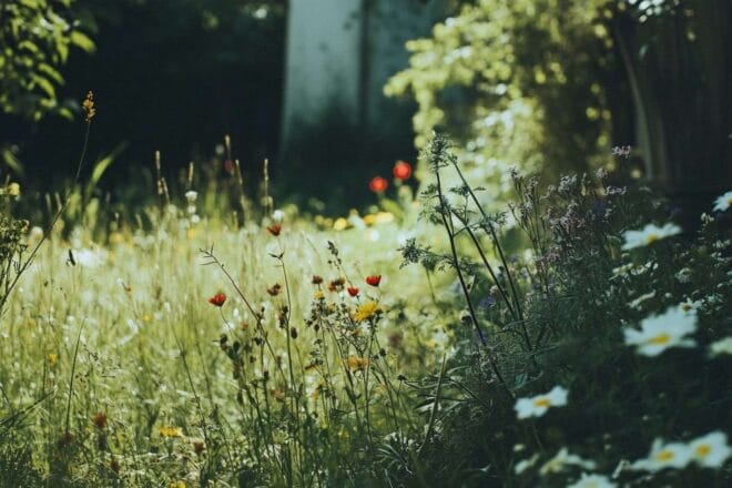 Herbes folles et fleurs sauvages