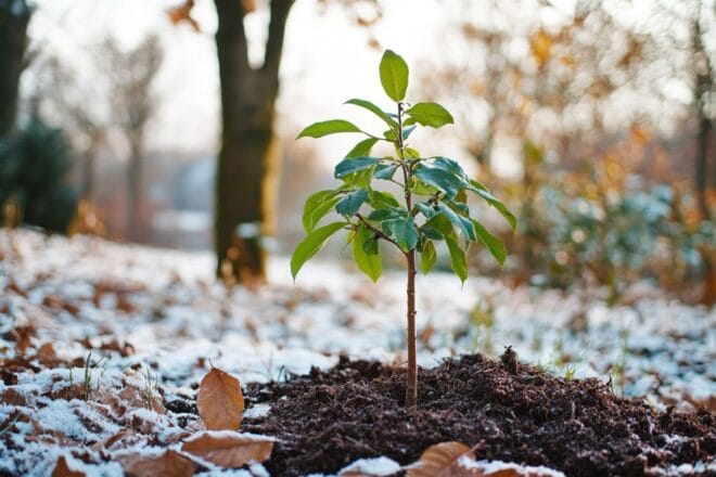 Jeune arbre protégé par un paillis contre le gel