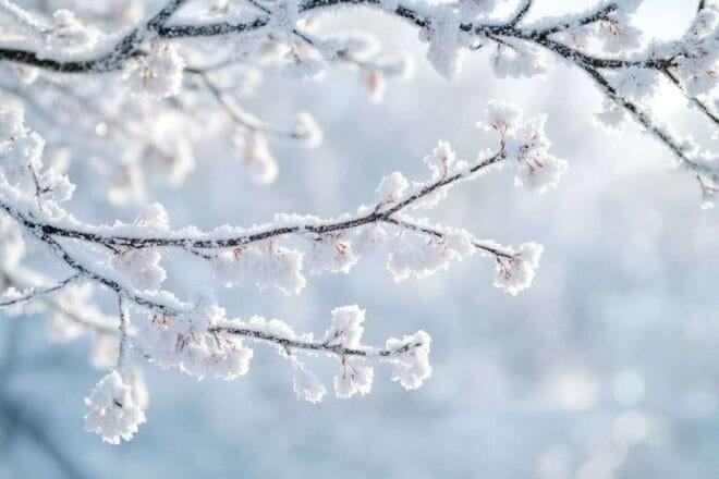 Les branches enneigées d un cerisier en hiver
