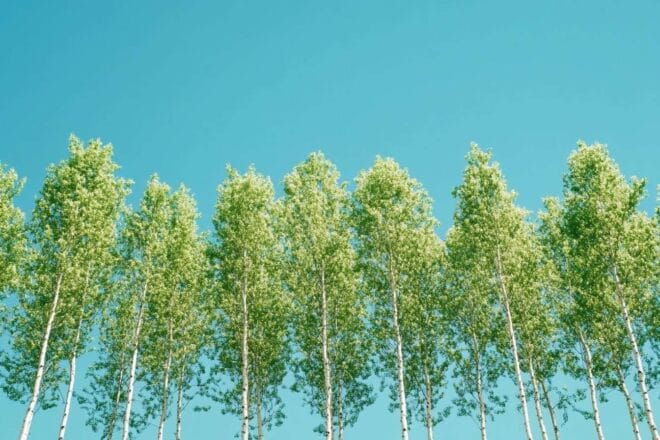 Un bosquet majestueux de populus tremuloides