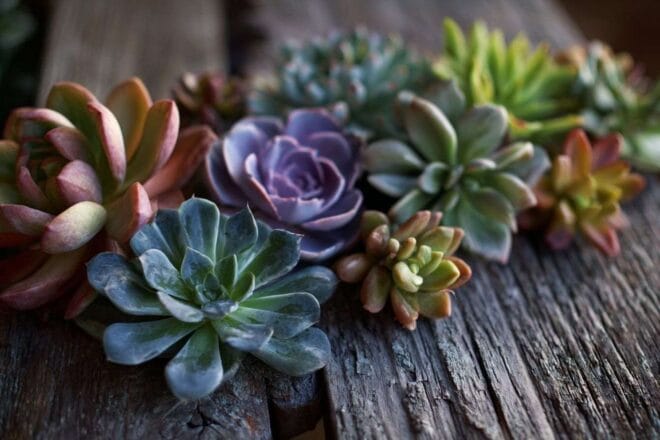 Collection Éclectique de plantes succulentes