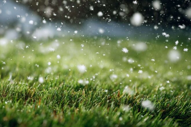 Flocons de neige doux sur pelouse verte