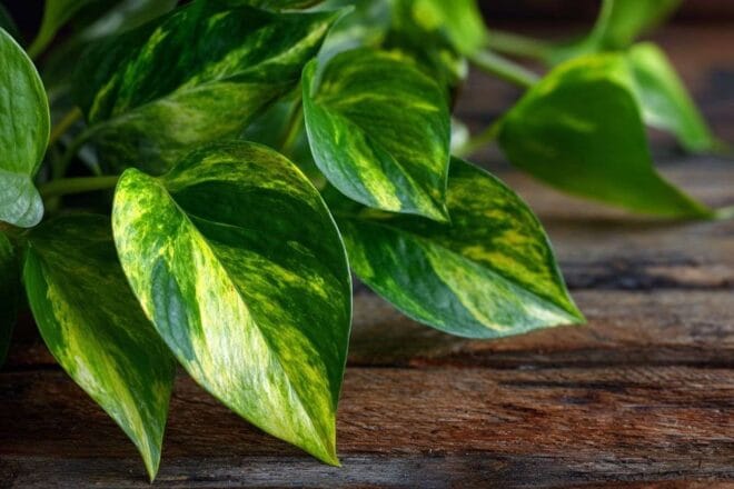 Gros plan de feuilles de pothos vibrantes