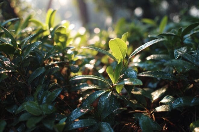 Lumière du soleil à travers les buissons de sarcococca