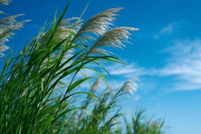 Nature luxuriante sous un ciel bleu