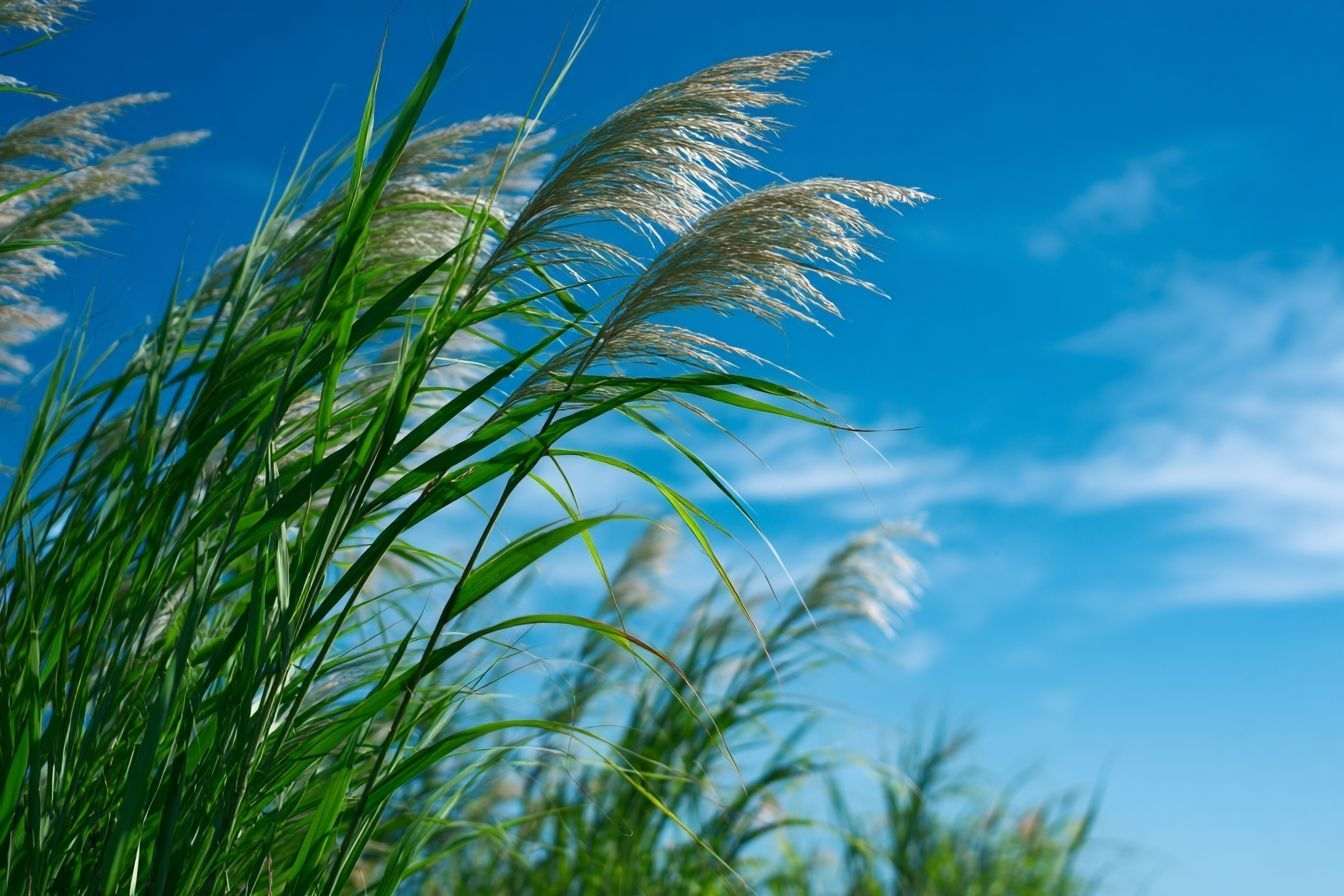 Nature luxuriante sous un ciel bleu