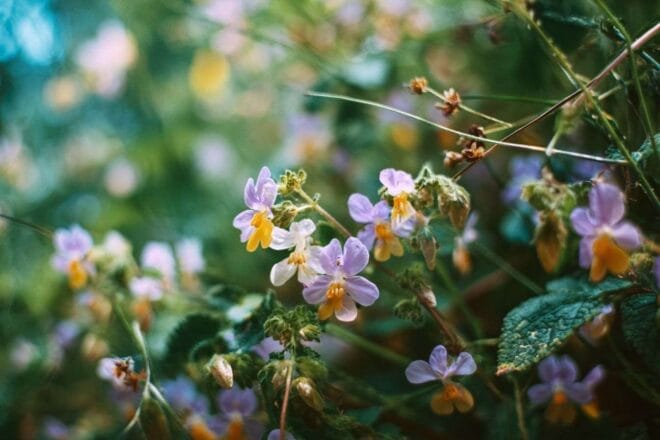 Profil latéral des fleurs vivaces saines